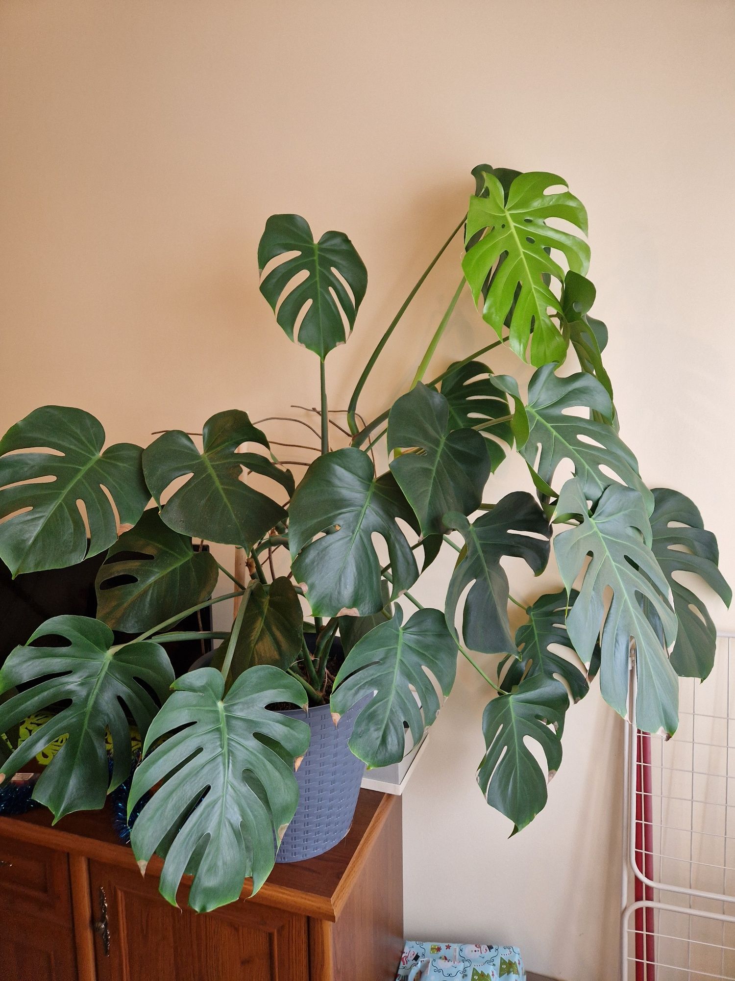 Duża ładna Monstera