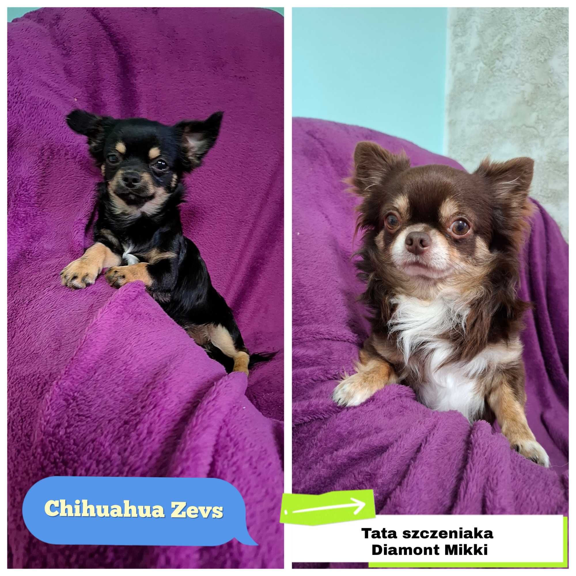 Czarno-podpalany długowłosy chihuahua samiec gotowy do odbioru/rodowód