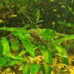 Glonojady 3-5 cm