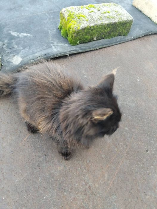 Кошенята шукають дім