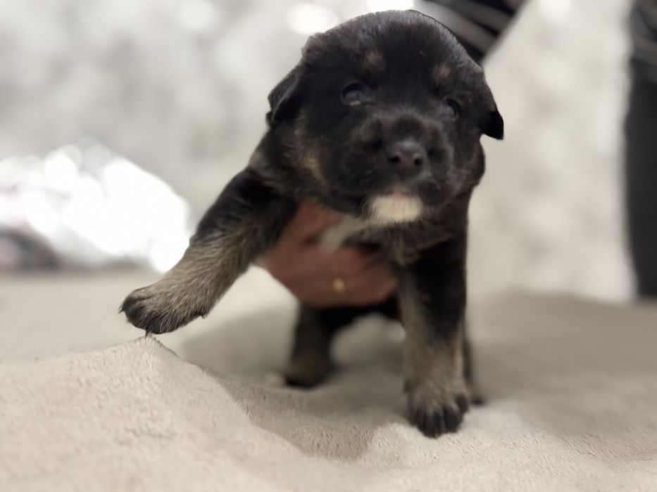 Маленькі хлопчики-цуценята шукають дім!