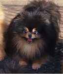 Szpic miniaturowy pomeranian Zkwp