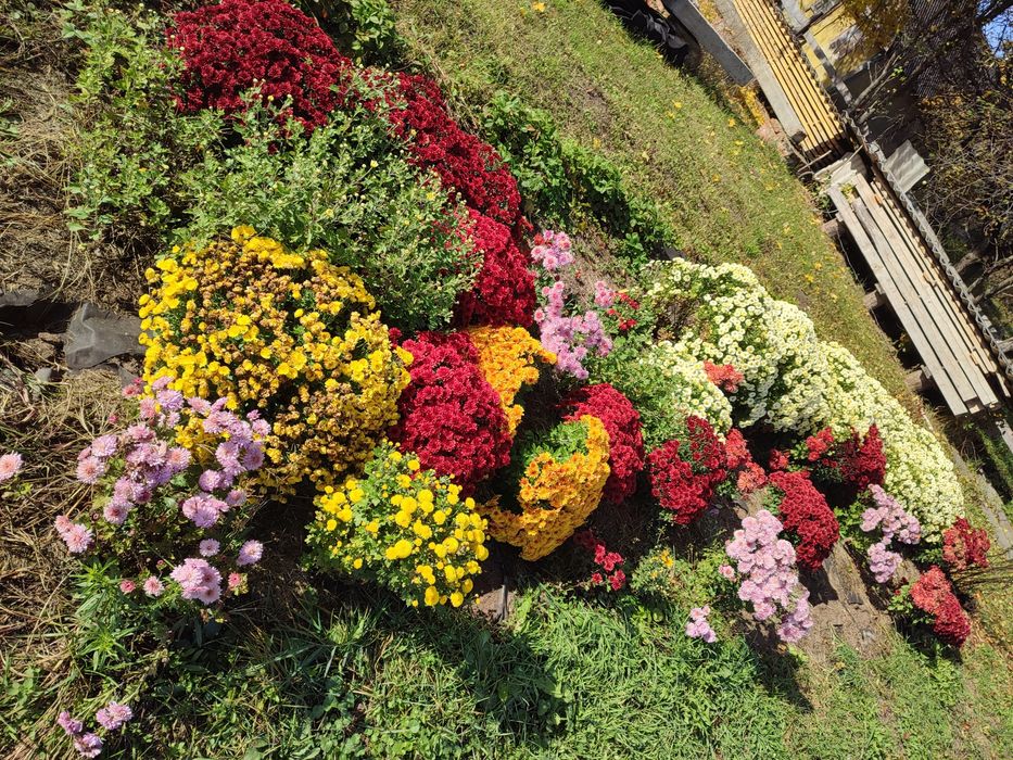 Хризантеми - високі, мультифлори, кущові, букетні