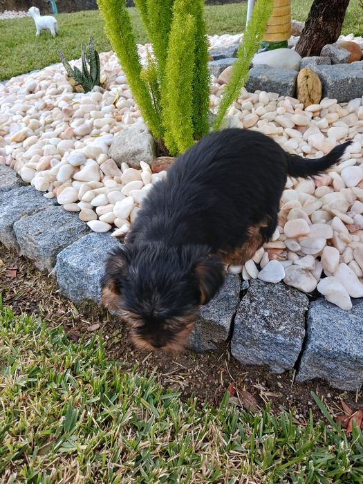 Yorkshire terrier macho