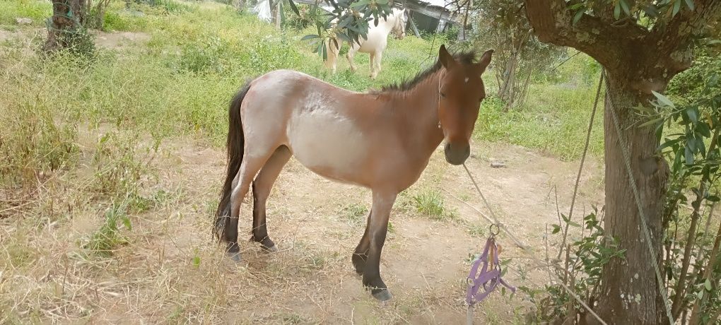 Vendo casal de póneis muito mansos