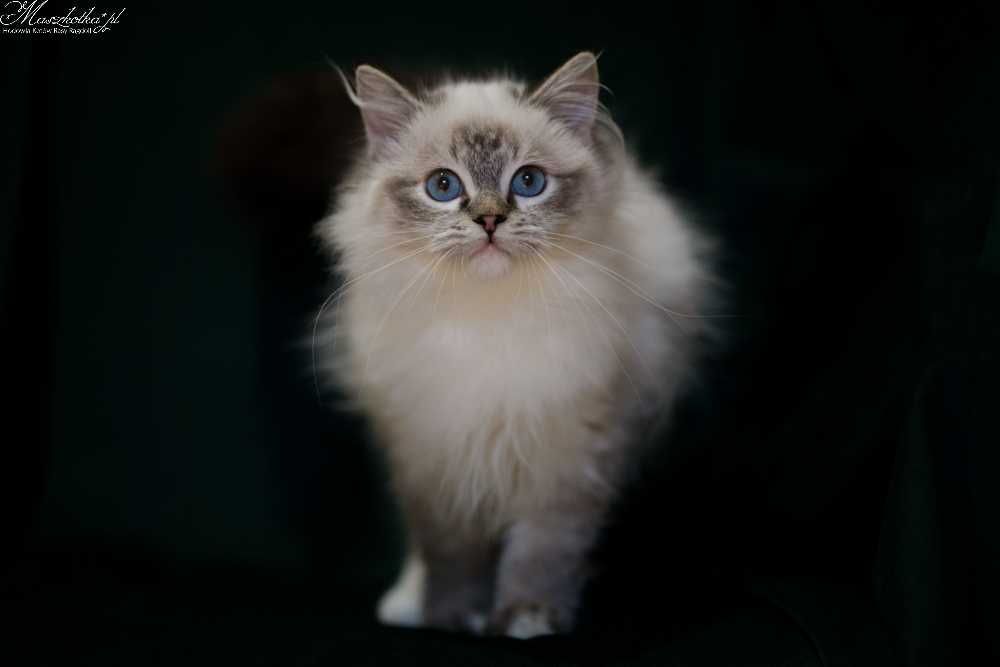 Ragdoll, śliczny kocurek seal mitted lynx z prawdziwym rodowodem FPL