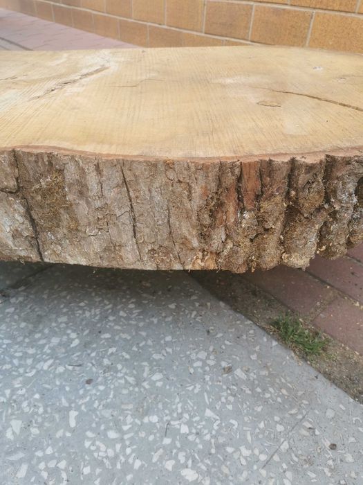 Monolit krąg dębowy grubość 10cm