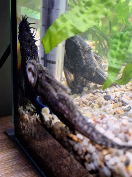 Sprzedam/zamienię Zbrojnika Pospolitego 10-12 cm