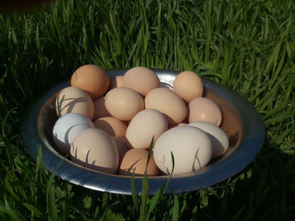 Яйца домашние куриные