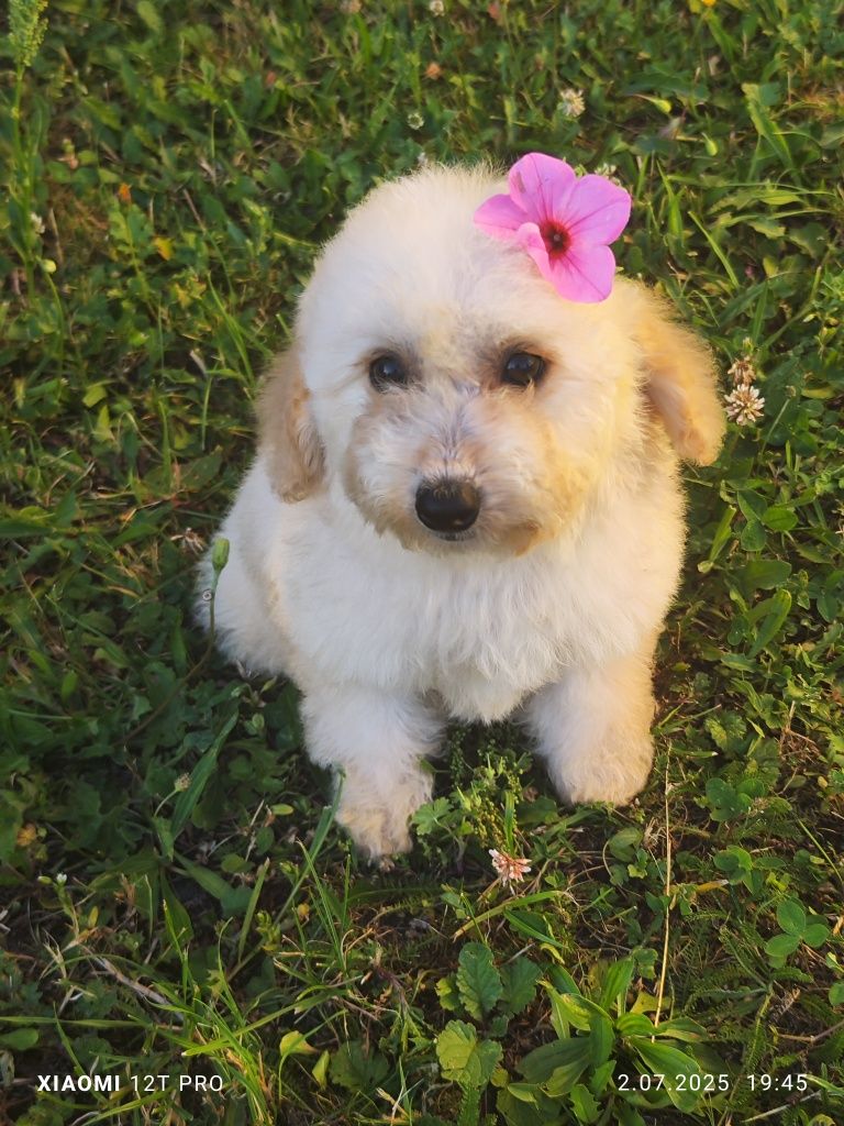 Maltipoo F1 cudowne szczenię