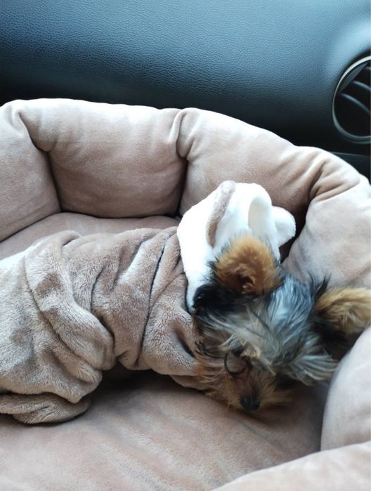 Костюм для собачки