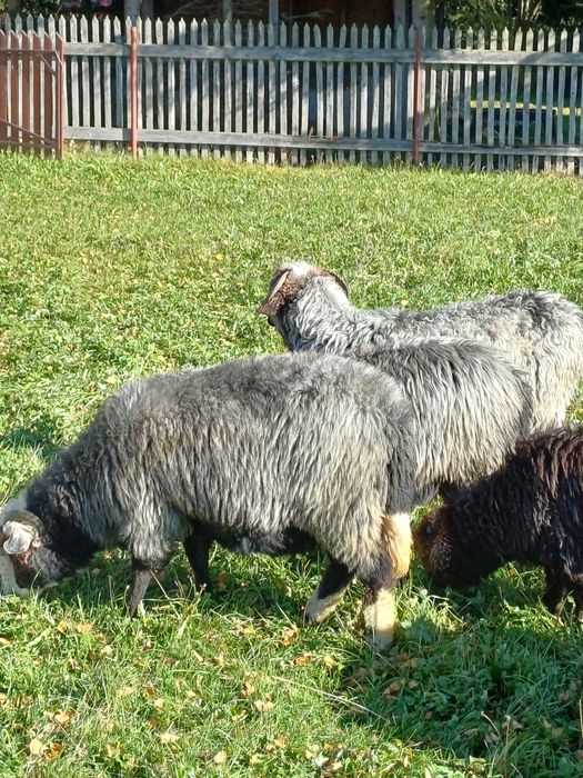 Sprzedam 4 owce i jagnię