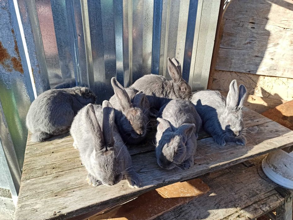 Кролики голубой строкач