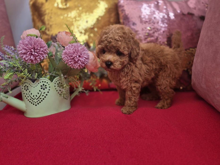 Toy Pudel. Dziewczinka. Red Brown