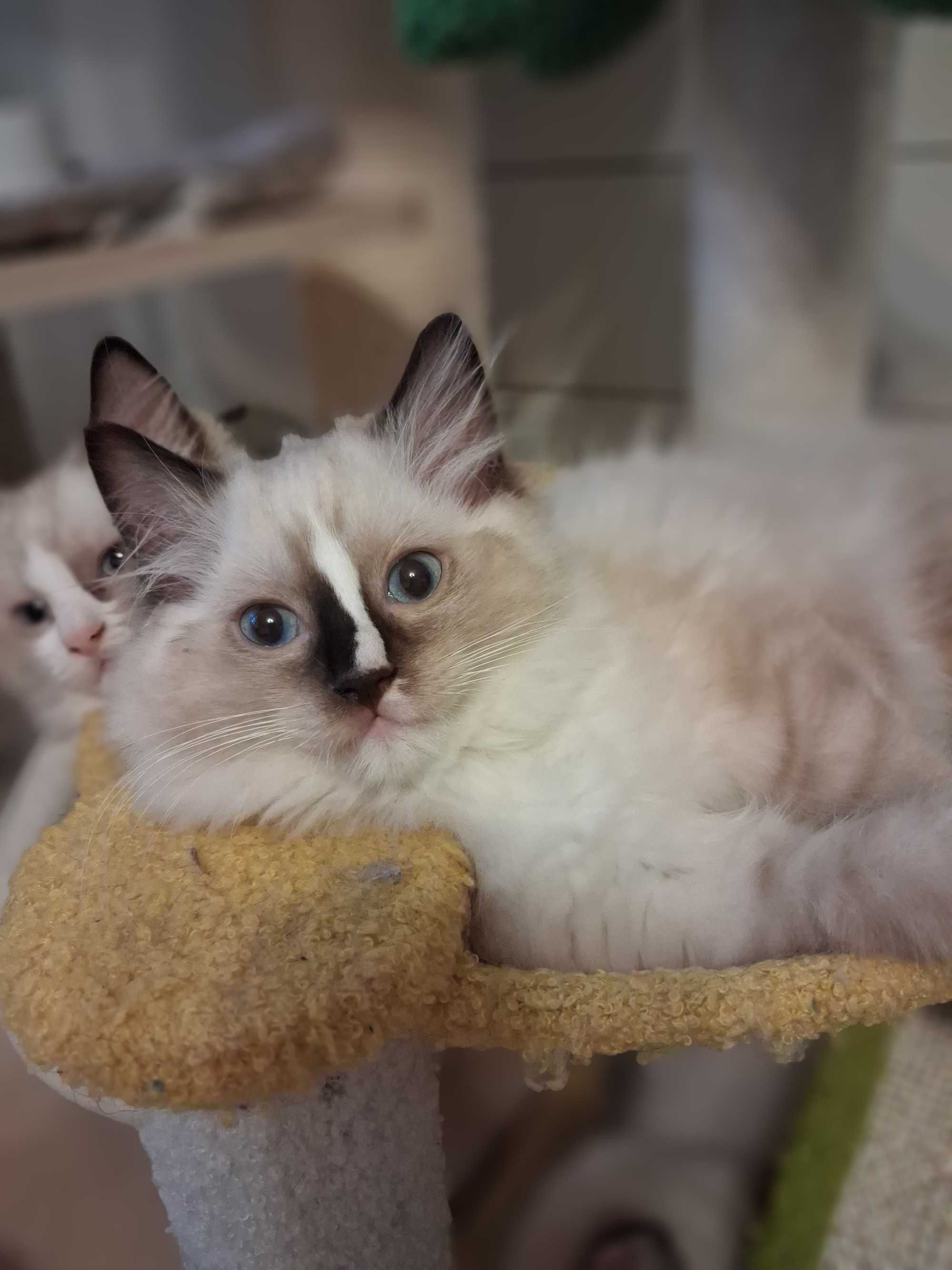 Kotek ragdoll - legalna hodowla od INŻ.ZOOTECHNIKA