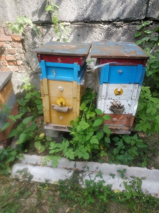 Продам пасіку бджолосімї з вуликами(рогаті)