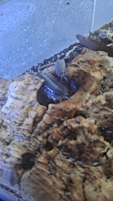 isopody porcelio spatulatus coros