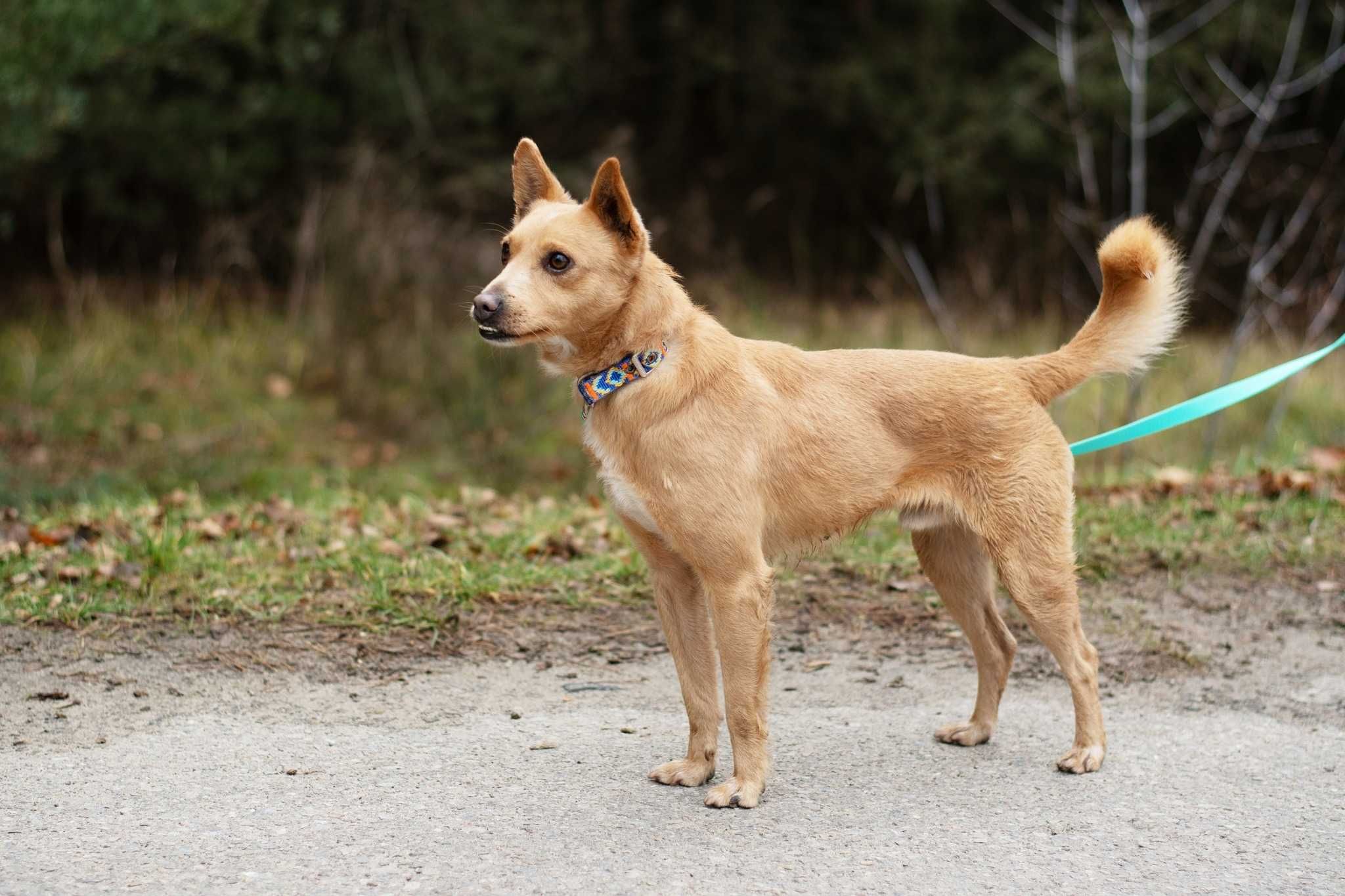 TOTTI - pozytywny młody pies do adopcji, kocha inne psy i człowieka