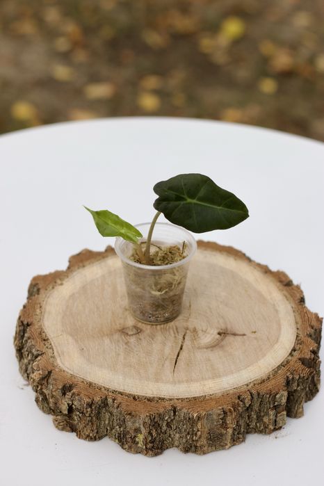 Алоказія Поллі, Alocasia Polly