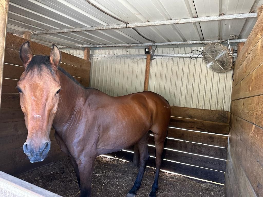 Cavalo para venda.