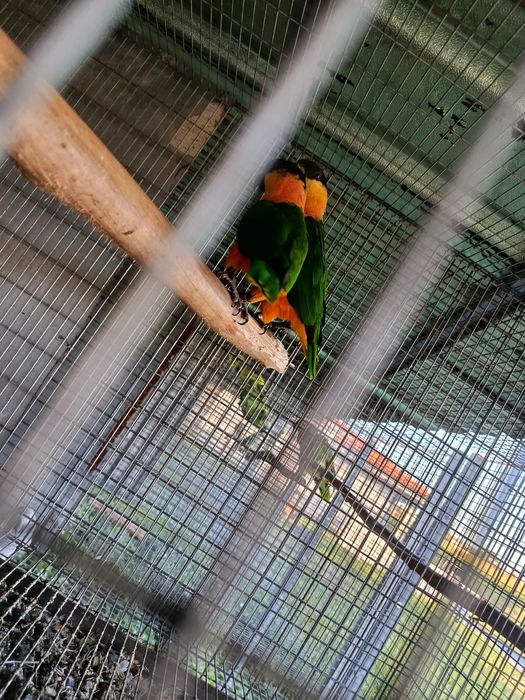 Marianinhas cabeças preta