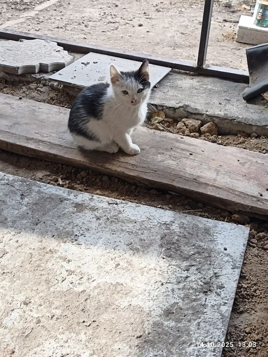 Котики в добрі руки