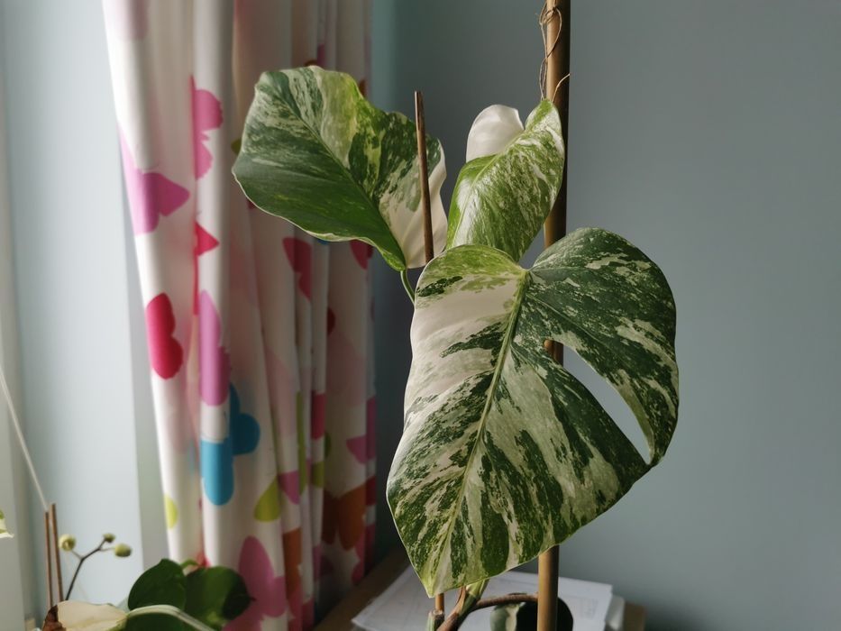 Monstera variegata liście