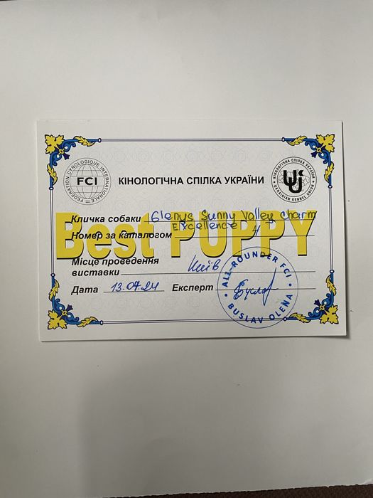 Подрощеная сука вельш корги пемброк, документы КСУ (FCI)