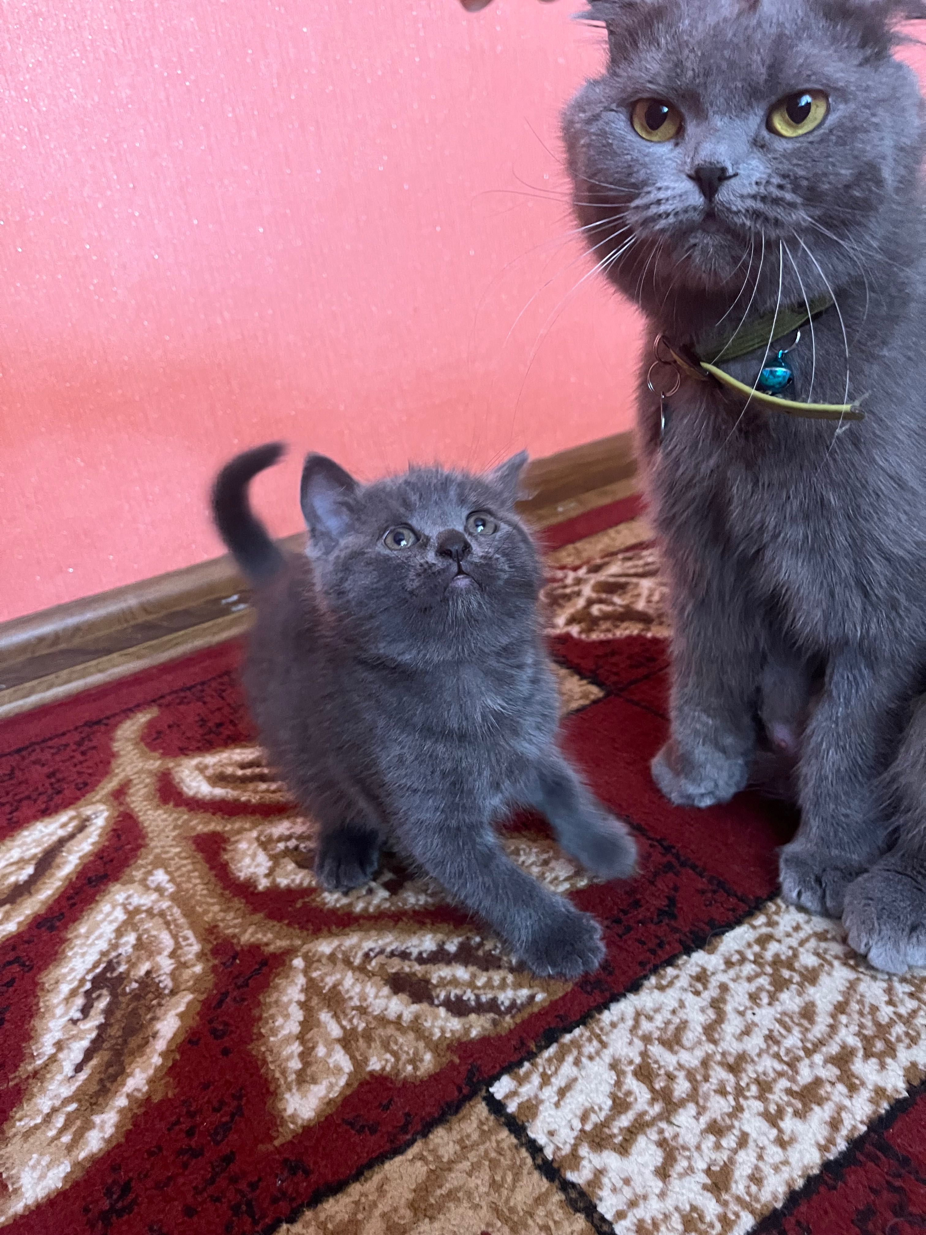 Шотландська скотіш страйт