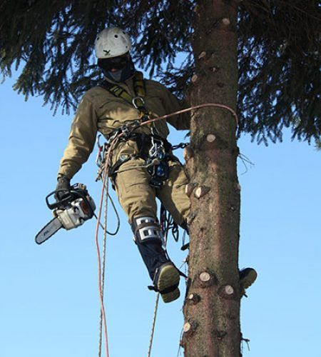 Спил деревьев аккуратно Формирование крон Омоложение деревьев