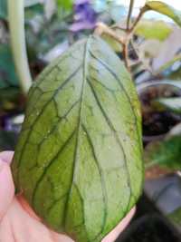 Hoya Tanggamus round leaves