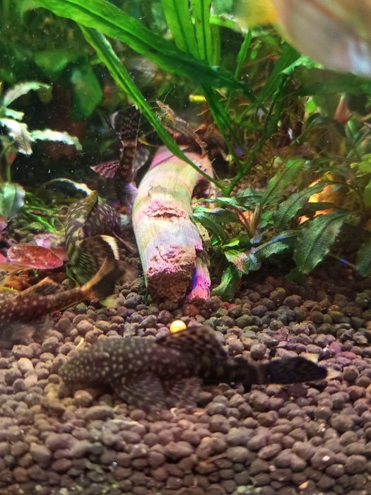 Ancistusy sp. standard