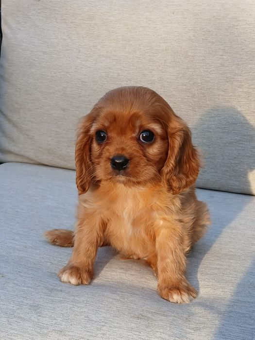 Cavalier piesek LORD,rubinowy,Ur.15.09.25, rodowód 4 pokoleniowy