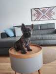 Cairn Terrier FCI sprzedam