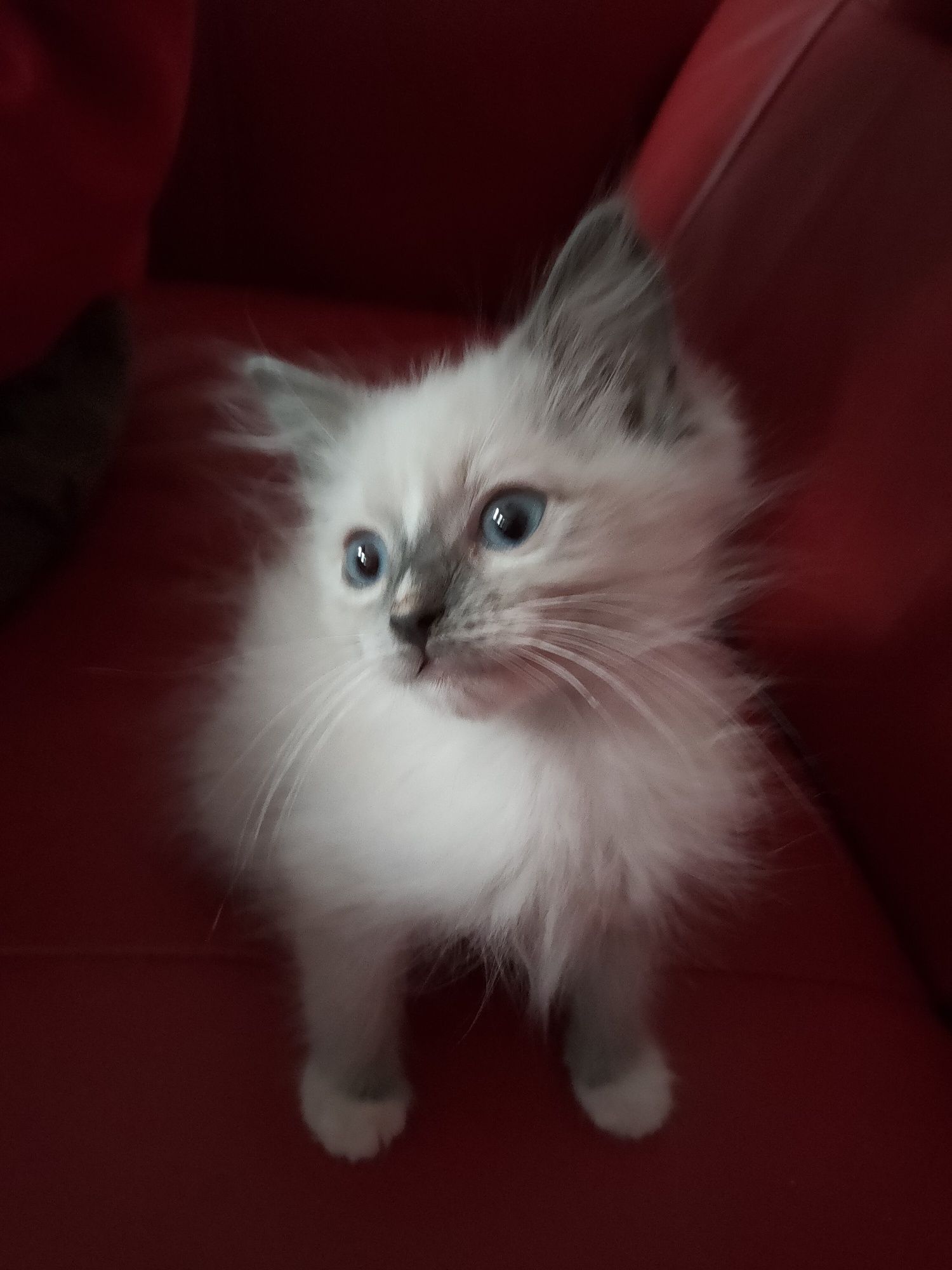 Ragdoll gotowe do odbioru