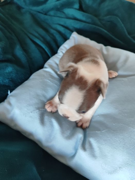 Boston Terrier chłopiec