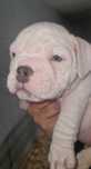 American Bully lindíssimo