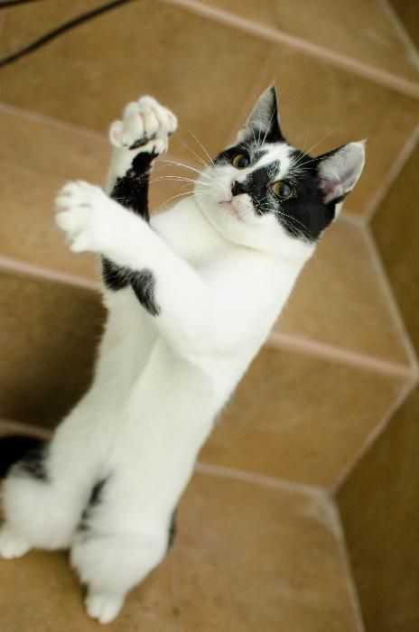 Malinowski z Fundacji MIASTO KOTÓW