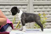 Boston Terrier ZKwP/FCI oddział Wrocław