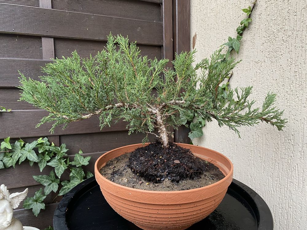 Sprzedam Bonsai