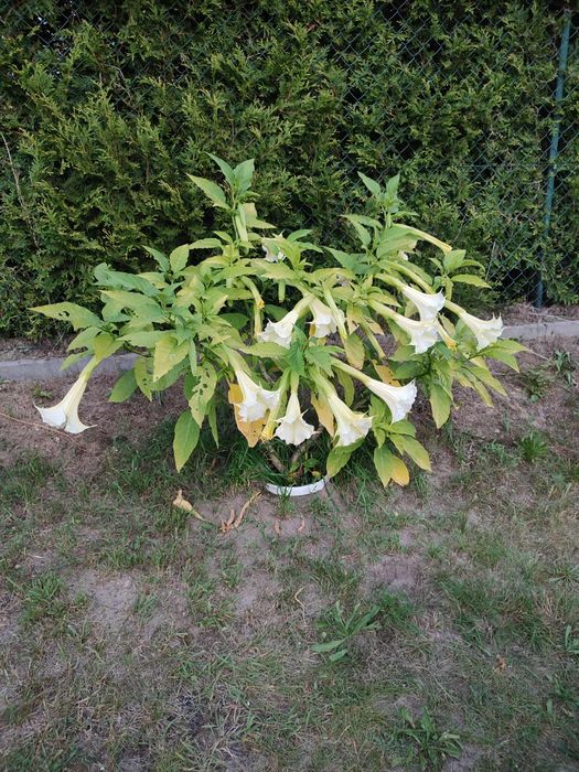 Datura, sztobry do ukorzenienia