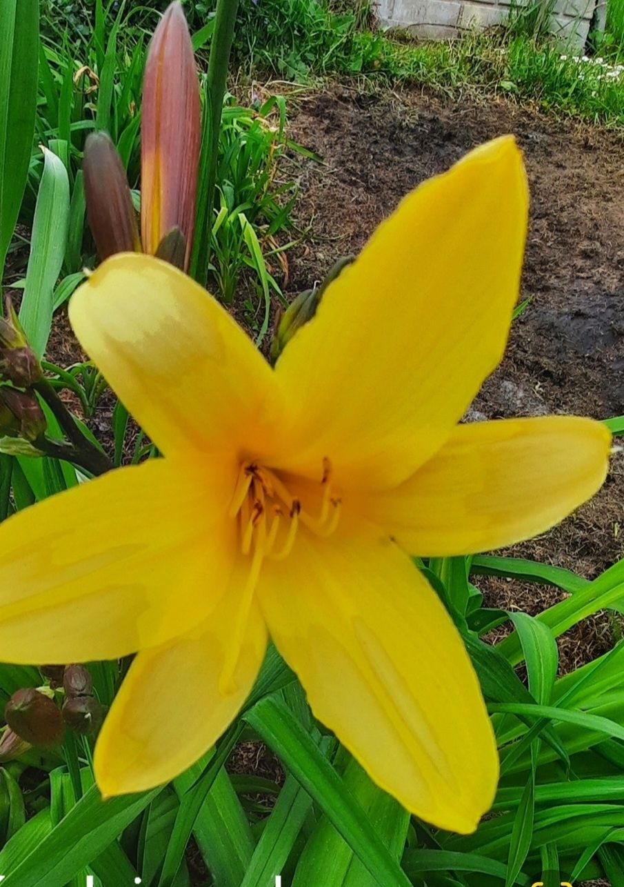 Liliowiec sadzonka
