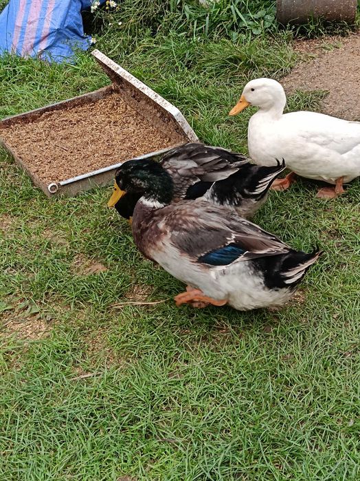 Kaczory staropolskie