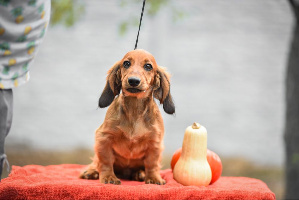 Гарний малий такс