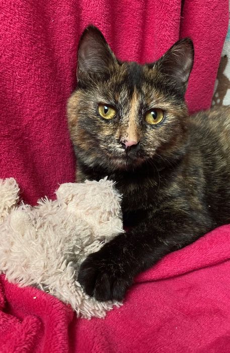 Прекрасна принцеса з сумними очима)