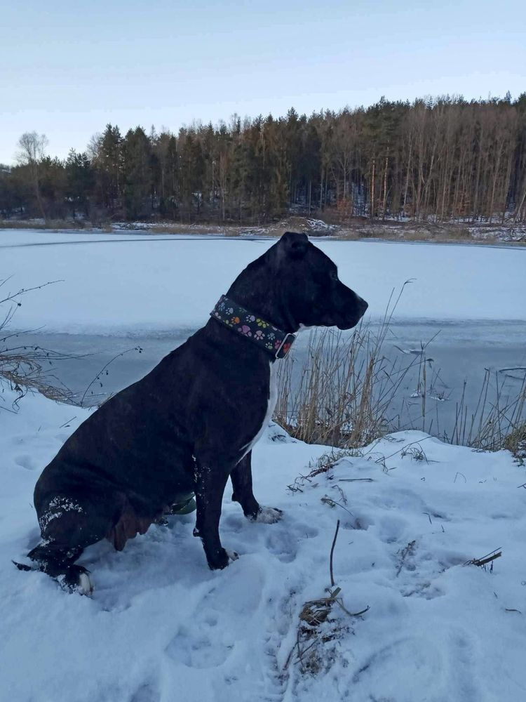 Łagodna sunia Gaga rasy amstaff szuka domku