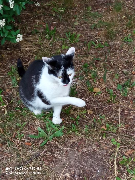 Dwie dorosłe kotki do adopcji