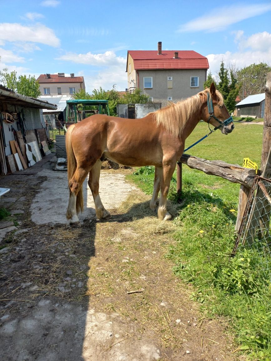 Wałach kasztan 3 lata