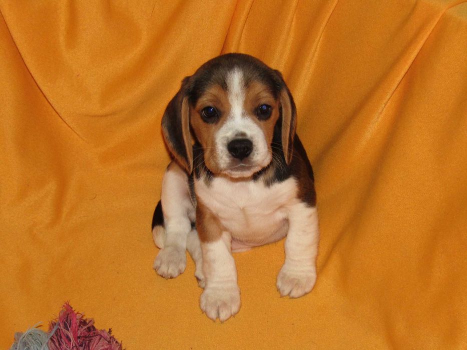 Macho Beagle Tricolor pequeno porte, com LOP/Pedigree/Afixo.