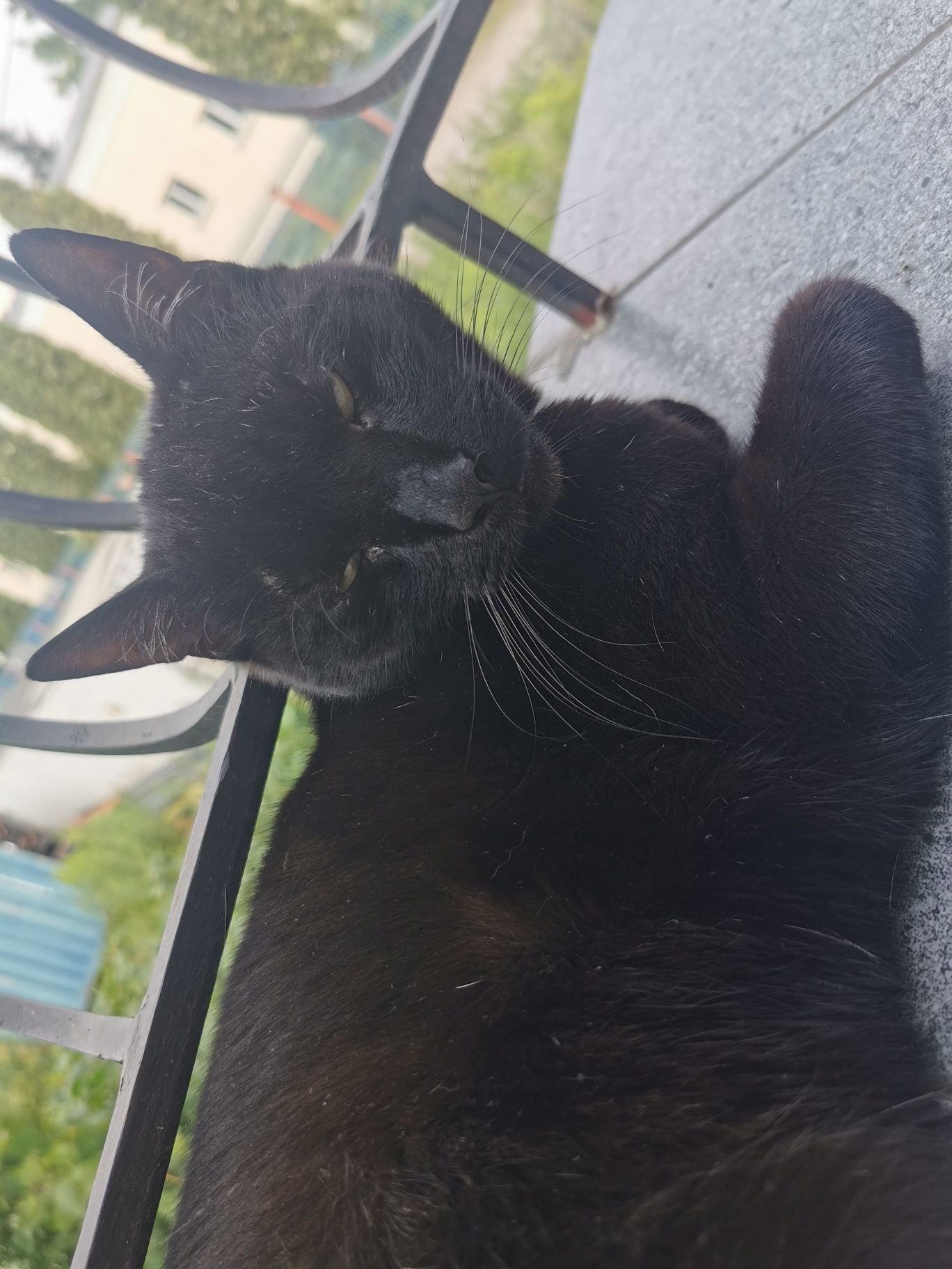 Kotek do adopcji